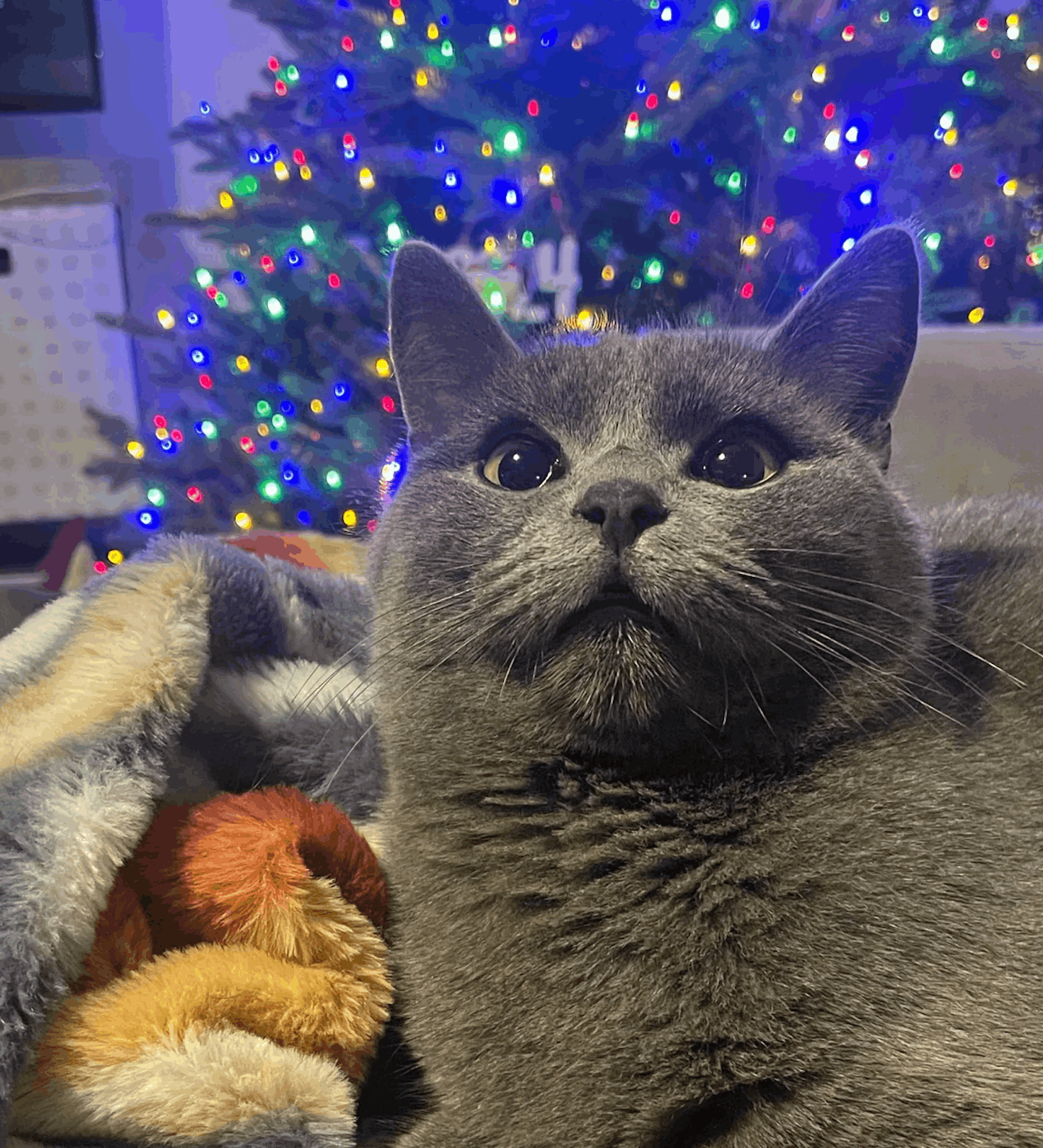 Christmas Grey Kitty